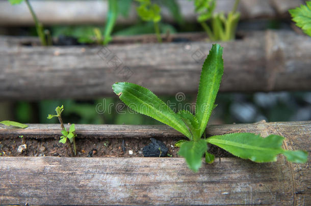 新鲜蔬菜种植在竹子，有机食品健康