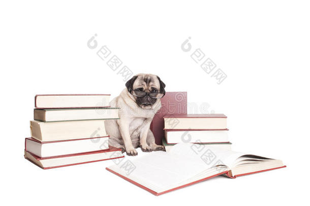 可爱的智力小狗小狗阅读书籍和戴着阅读眼镜，孤立在白色背景上