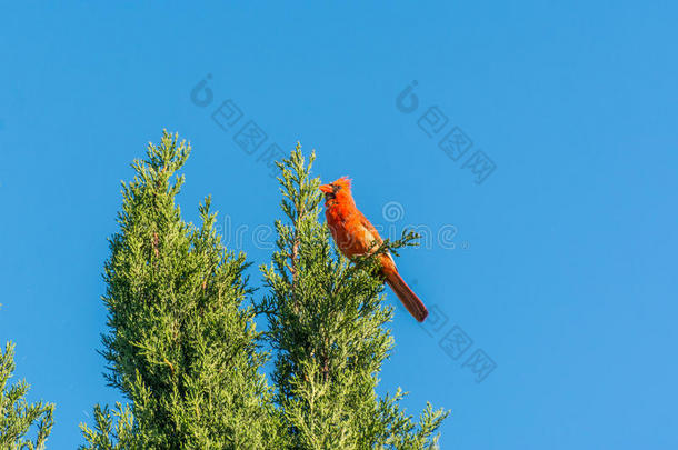 一只红色的北方红衣主教鸟在<strong>柏树</strong>的顶端唱歌