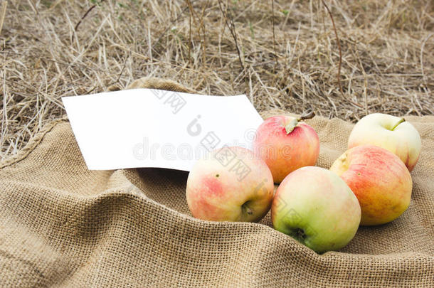 秋天收获苹果。 感恩节。