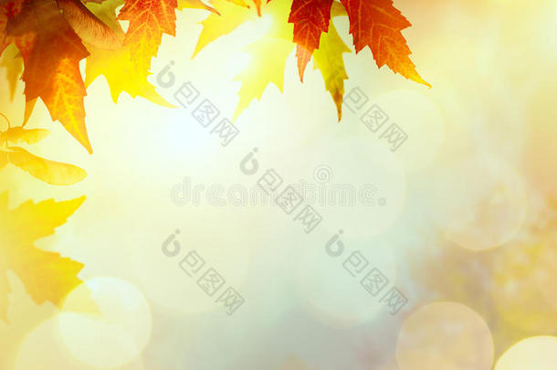 <strong>抽象</strong>的自然秋天背景与黄色的叶子