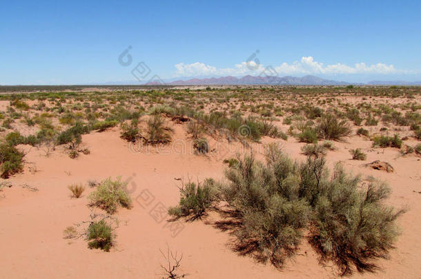 沙漠红<strong>沙土</strong>和灌木丛在上面