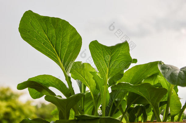 [医]苔用白菜;