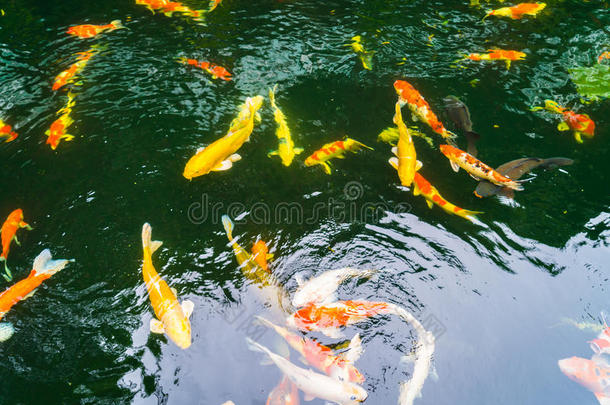 五颜六色的<strong>锦鲤鱼</strong>在水里游泳。