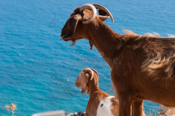 在塞浦路斯<strong>海岸边</strong>的一块岩石上休息的山羊。 佩特拉·图·罗米乌。