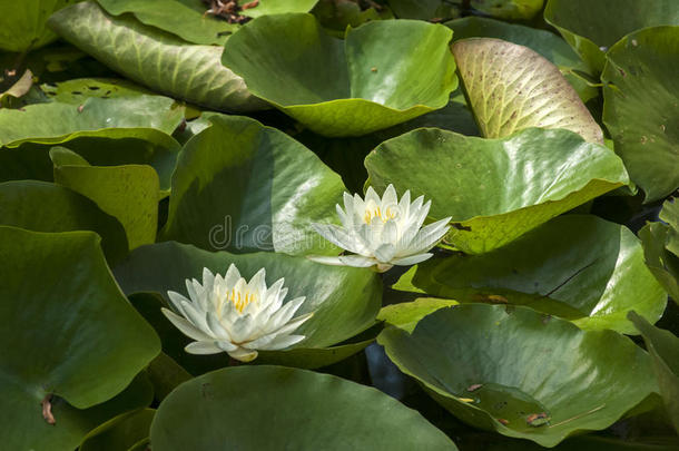 水生的开花盛开植物学的植物学