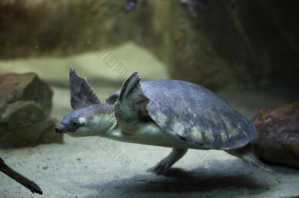 动物水族馆澳大利亚澳大利亚人草龟科