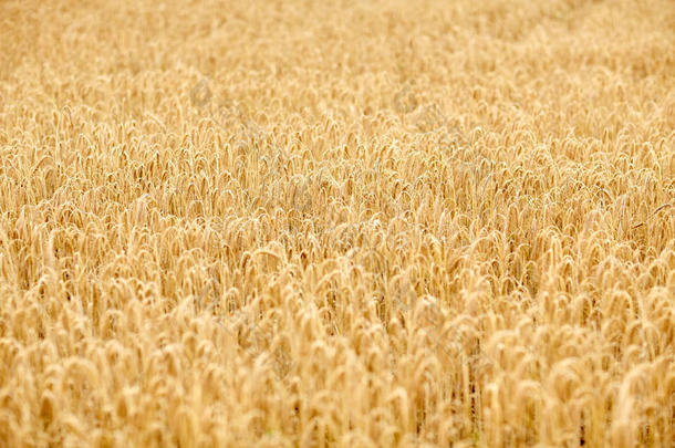 有成熟黑麦或小麦小穗的谷物田