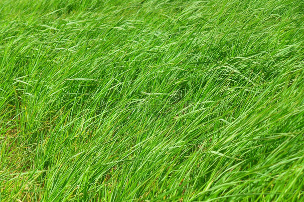 在<strong>刮风</strong>的日子里，在草地上吹着明亮的绿色草