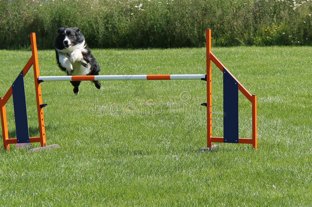 狗敏捷竞赛。