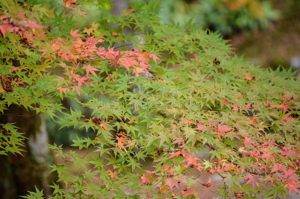 日本秋叶，枫叶青红色，焦点柔和