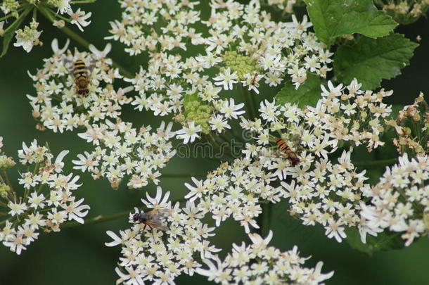 蜜蜂收集学院双翅目苍蝇