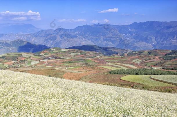 东川红色土地全景，中国云南省的<strong>地标</strong>之一