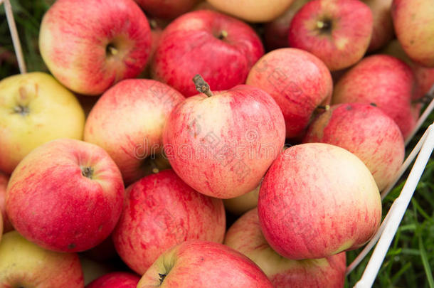 一组新鲜的红苹果，背景，收获