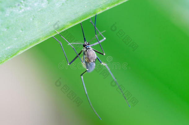 埃及伊蚊。闭上一只蚊子的叶子，蚊子传播的疾病，基孔肯雅登革热热裂山谷