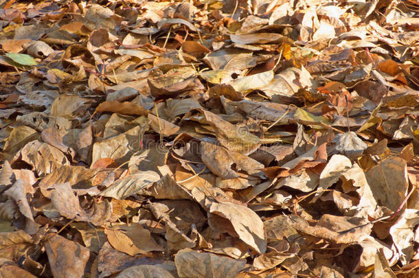 秋天的叶子背景。 很多干枯的落叶