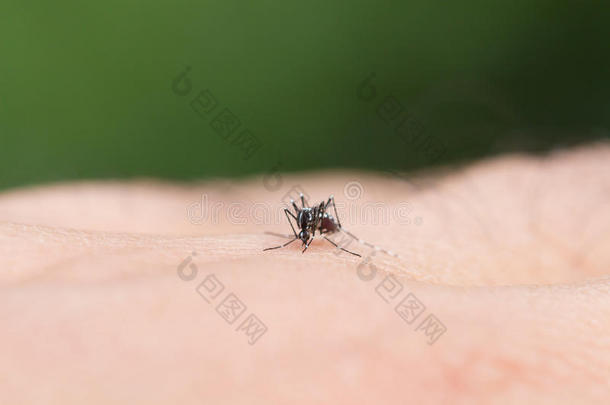 埃及伊蚊。 关闭一个蚊子吸人