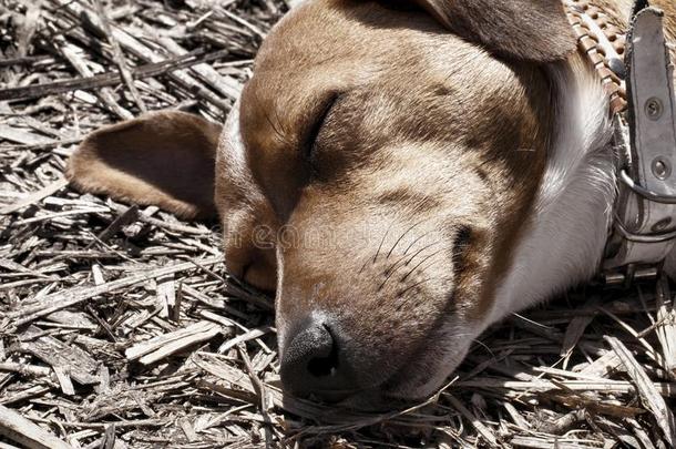 狗杰克罗素猎犬睡觉。