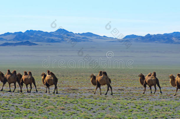 亚洲骆驼大篷车<strong>沙漠戈壁</strong>