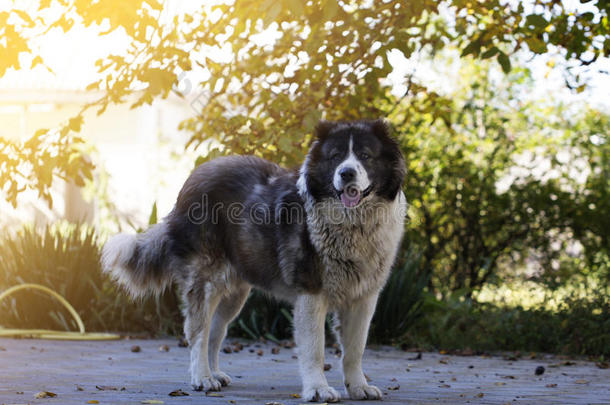 院子里的成年白种人牧羊犬