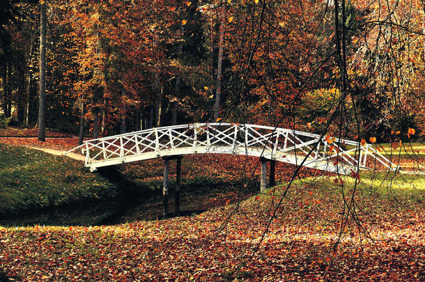 秋天的风景-白色的木桥在秋天的公园。 秋天五彩缤纷的秋天自然公园景观。