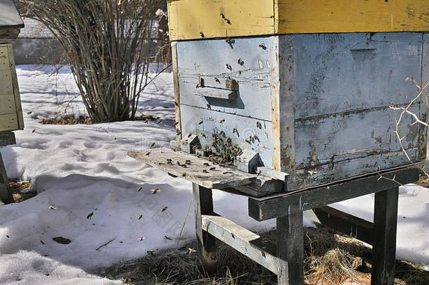 蜜蜂在冬天飞行