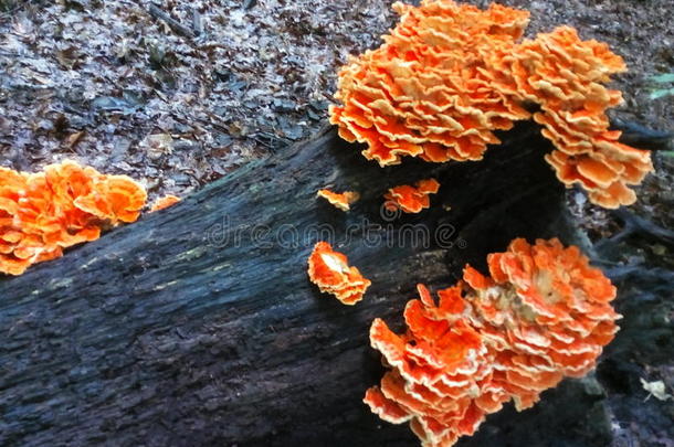 俄亥俄州克利夫兰惊人的橙色蘑菇
