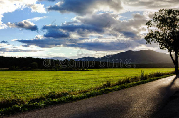 美丽的夕阳穿过树木，空旷的道路在田野里