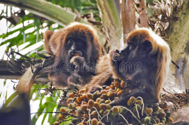 棕色<strong>嚎叫</strong>的猴子幼崽吃棕榈果