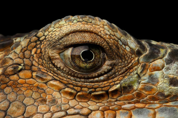 特写眼睛的绿色鬣蜥，看起来像一条龙