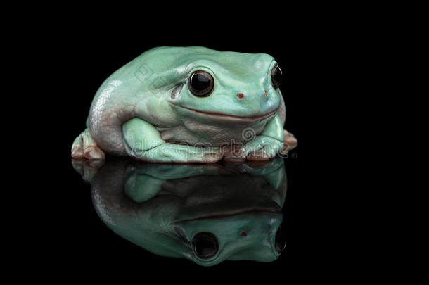澳大利亚绿树蛙，或黑背景