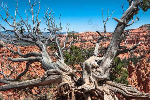 犹他州布莱斯峡谷国家公园的死树