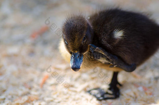 可爱的黑色毛茸茸的小鸭子站在一条腿上