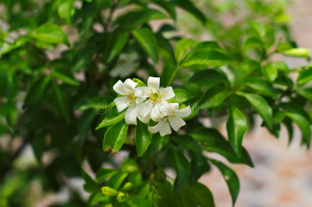 亚洲树皮美丽的开花植物学的