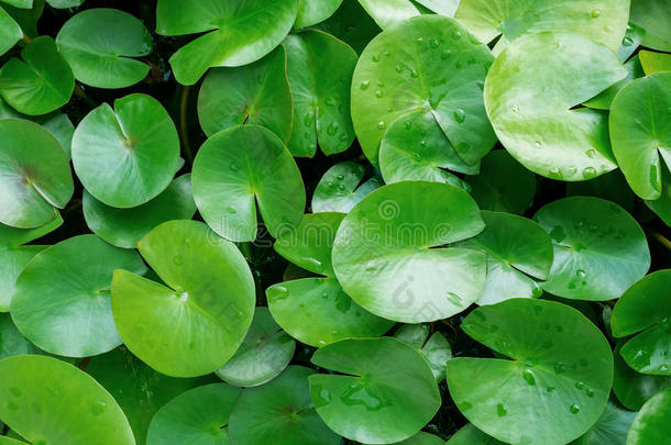 池塘水背景中的绿叶荷花