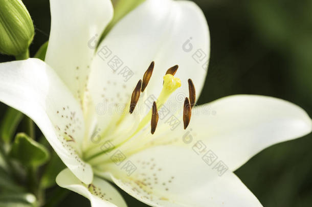 美丽的白色百合花绽放-绿色的背景