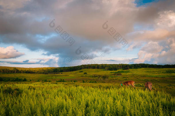 鹿和蕨类植物在大草地日落，在雪兰多国家