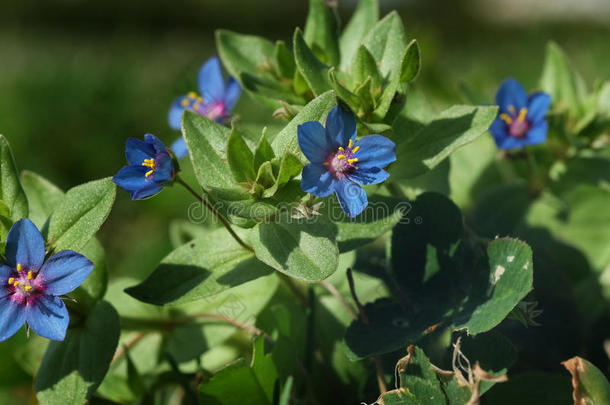 阿那加利斯种子-蓝色的皮涅尔。 独特的明亮的龙胆蓝花
