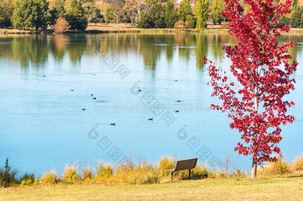 秋天的公园有池塘和红枫树