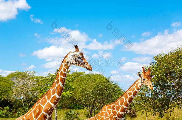 动物园野生动物园里的长颈鹿。 美丽的野生动物