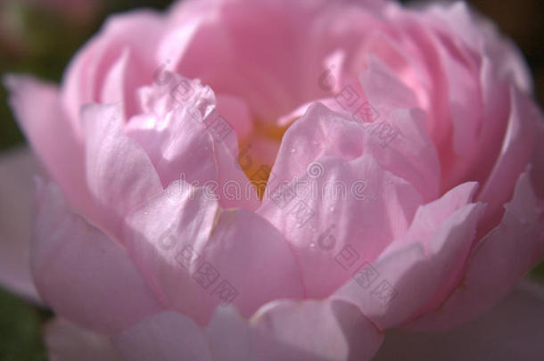 淡粉色玫瑰花瓣的特写