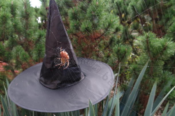 万圣节女巫帽子与可怕的蜘蛛
