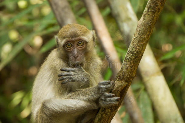 动物亚洲丛林小的猴子