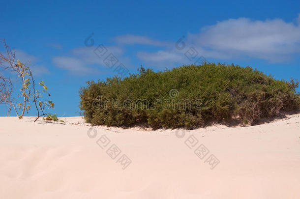 费特文图拉，加那利群岛，西班牙，沙漠，景观，自然，沙子，沙丘，Corralejo，气候变化，植被