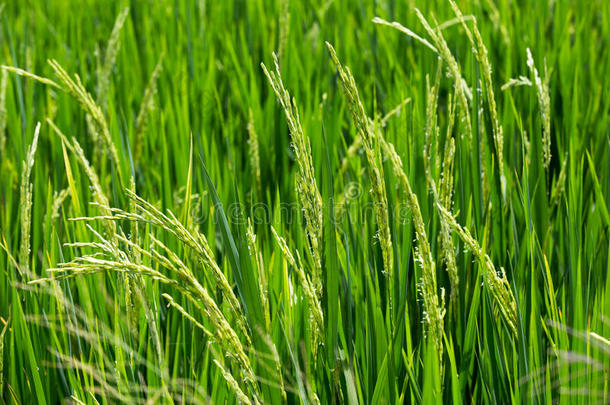 田间水稻中的绿色水稻
