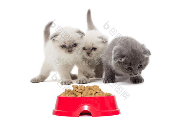 一群小猫和一盘动物的食物