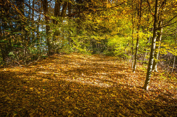 秋天的森林景观-黄色的秋树和秋天