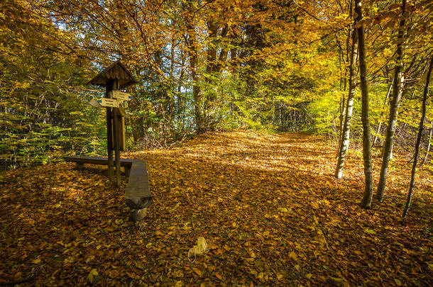 秋天的森林景观-黄色的秋树和秋天