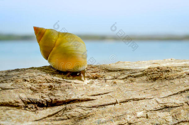 背景海滩卡拉科尔海洋生物软体动物