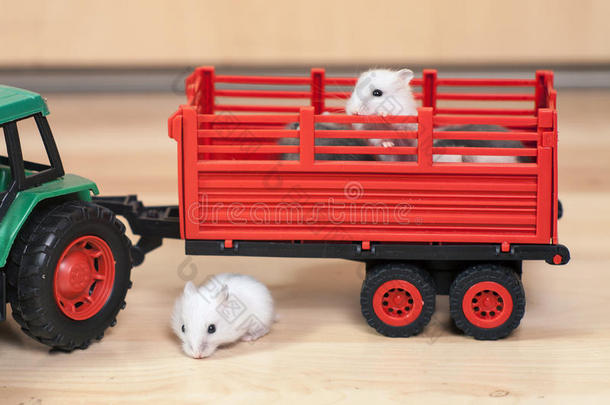 有趣的<strong>小仓鼠</strong>骑在玩具拖拉机上。 红色拖车里的白色<strong>仓鼠</strong>